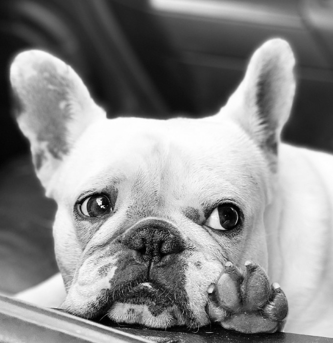 Frenchaholics - Quality french bulldogs available in Pennsylvania ...