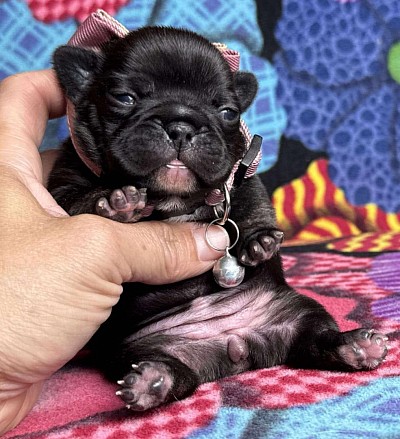 Beans