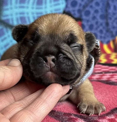 FAWN MALE